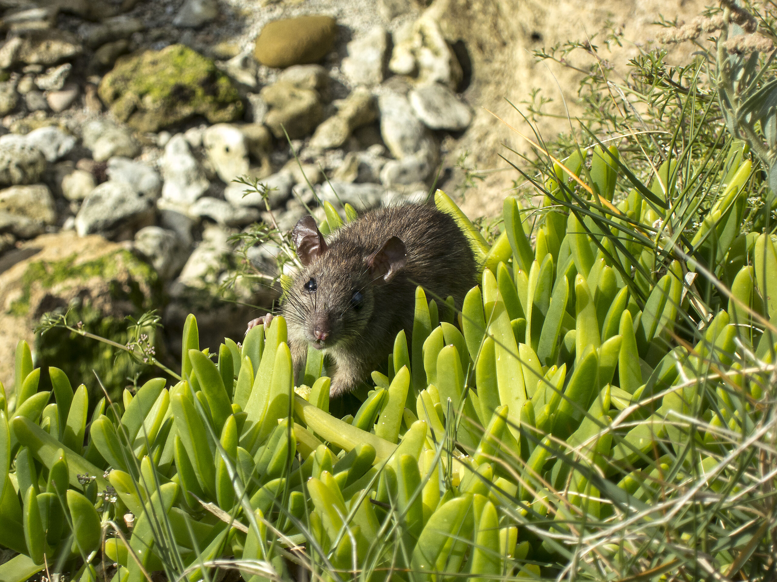 Rodent Eradication Program