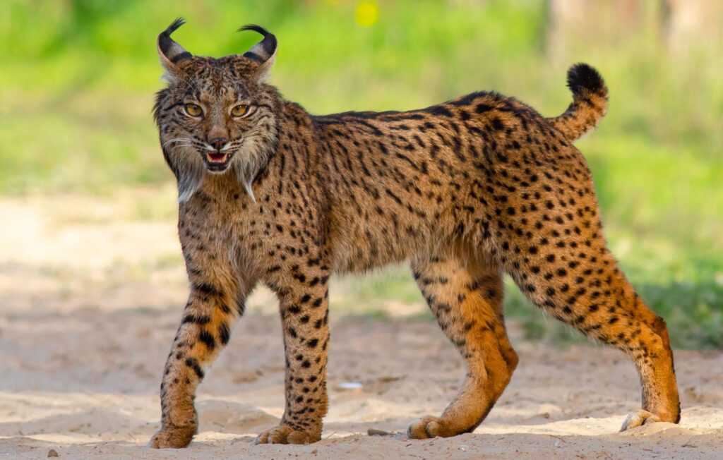 You can find Iberian Lynx individuals in the center south of Portugal and that is exactly what we did within the Life Lupi Lynx project.